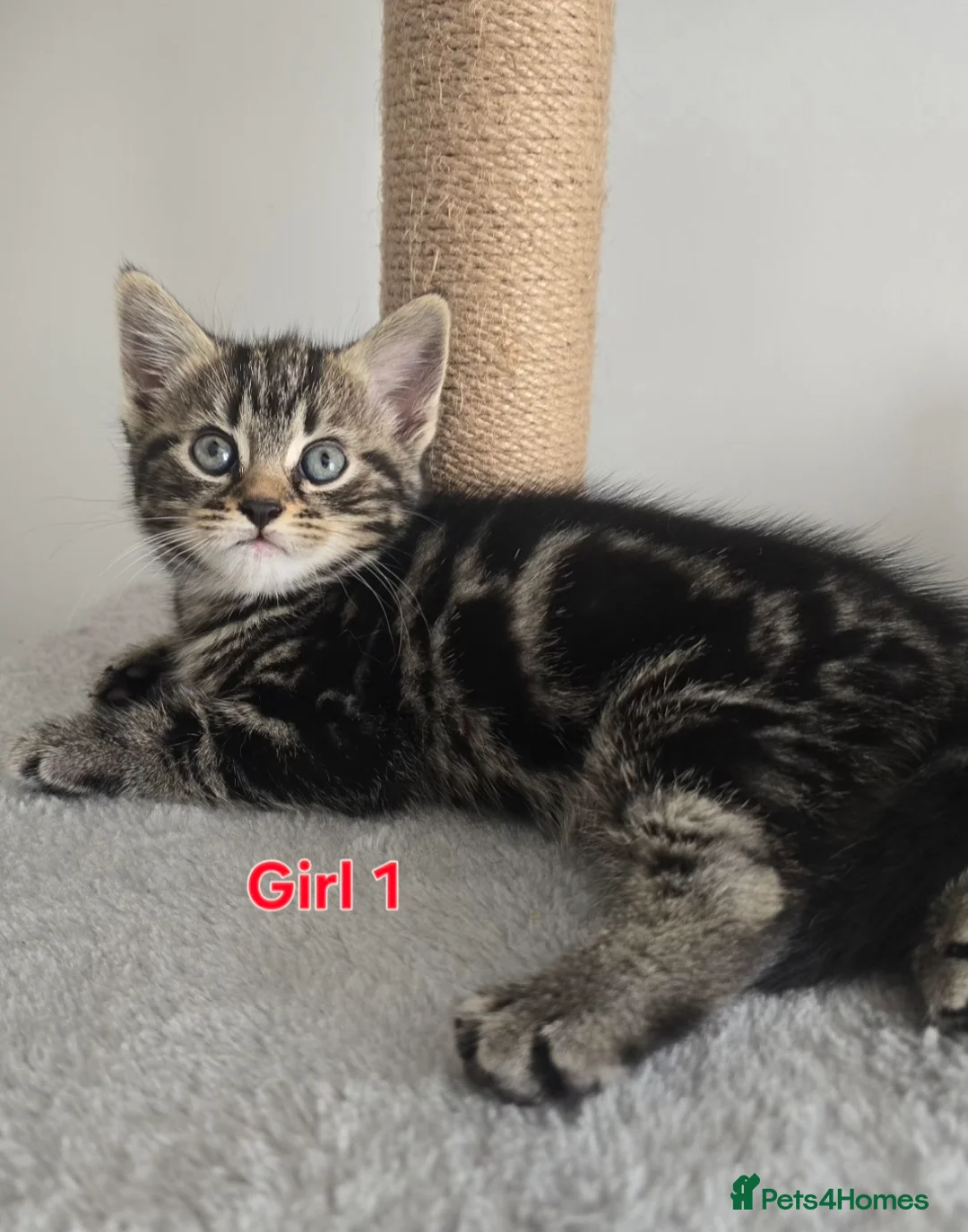 Mixed Breed cats for sale: Beautiful kittens - Advert 2