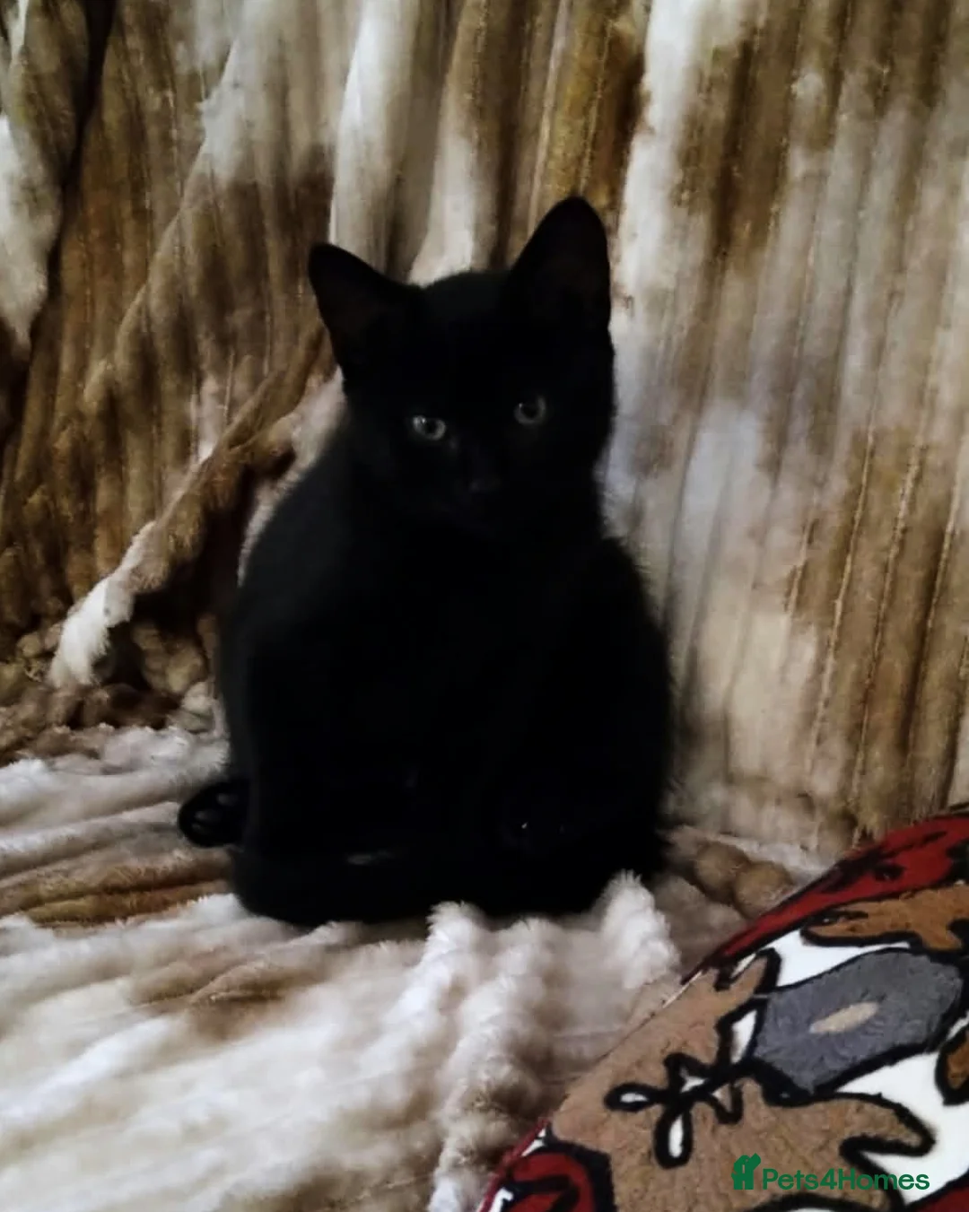 Mixed Breed cats for sale: Two adorable kittens looking for loving homes - Advert 8