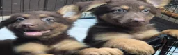 German Shepherd dogs for sale: *RARE* LIVER AND ISOBELLA GERMAN SHEPHERD PUPS - Advert 6