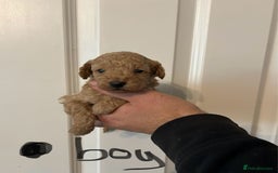 Toy Poodle dogs for sale: Beautiful KC registered Toy Poodles  - Image 5