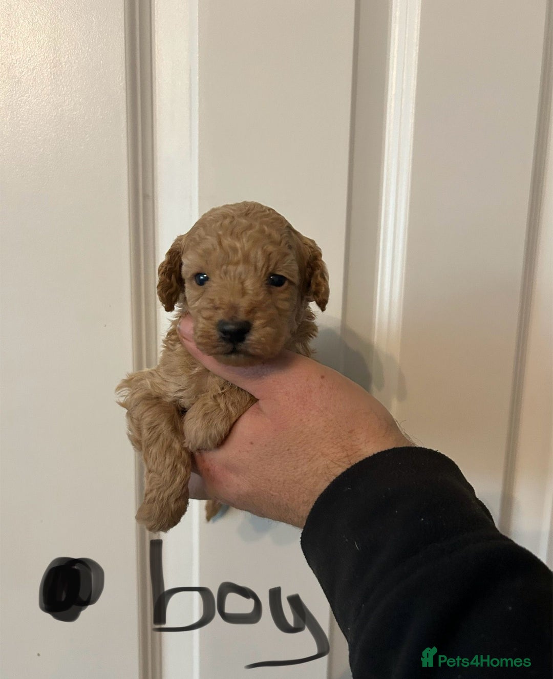 Toy Poodle dogs for sale: Beautiful KC registered Toy Poodles  - Image 5