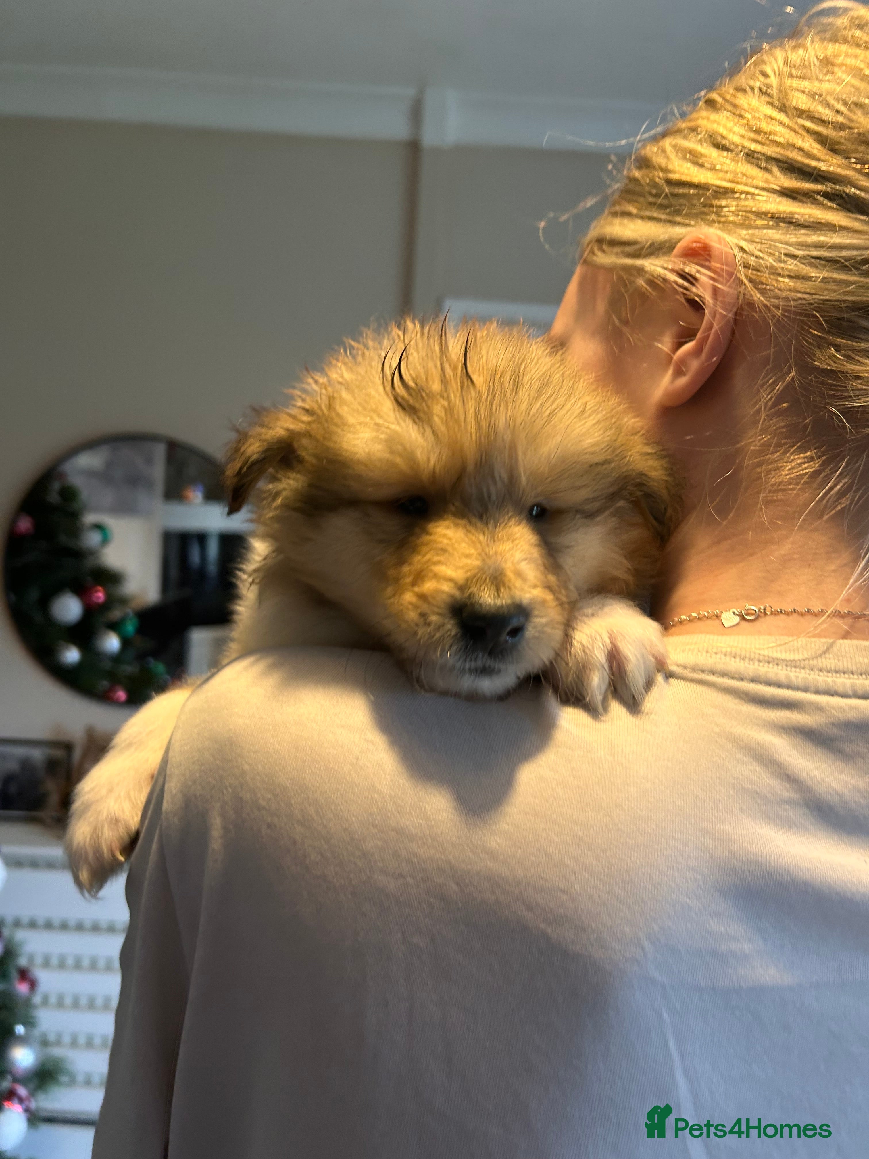 Rough Collie dogs Rough Collie Puppies  - Advert 10