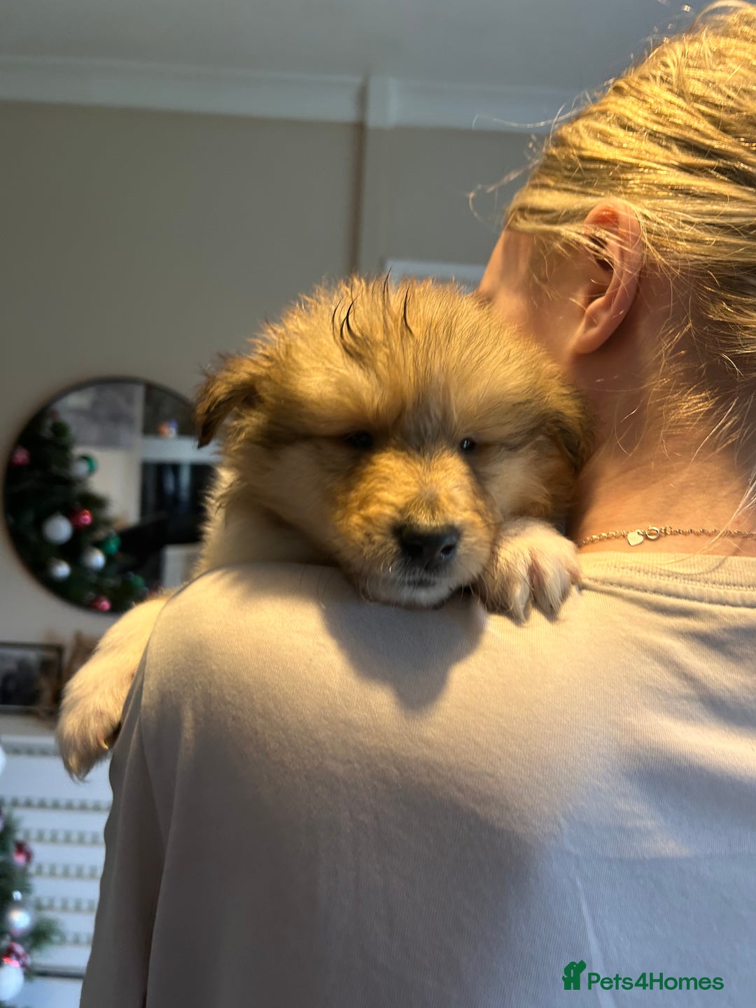 Rough Collie dogs for sale: Rough Collie Puppies  - Advert 1