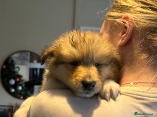 Rough Collie dogs Rough Collie Puppies - Advert 10
