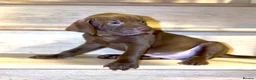 Mixed Breed dogs for sale: Beautiful Staffy/Viszla Puppies for Loving Homes - Advert 19