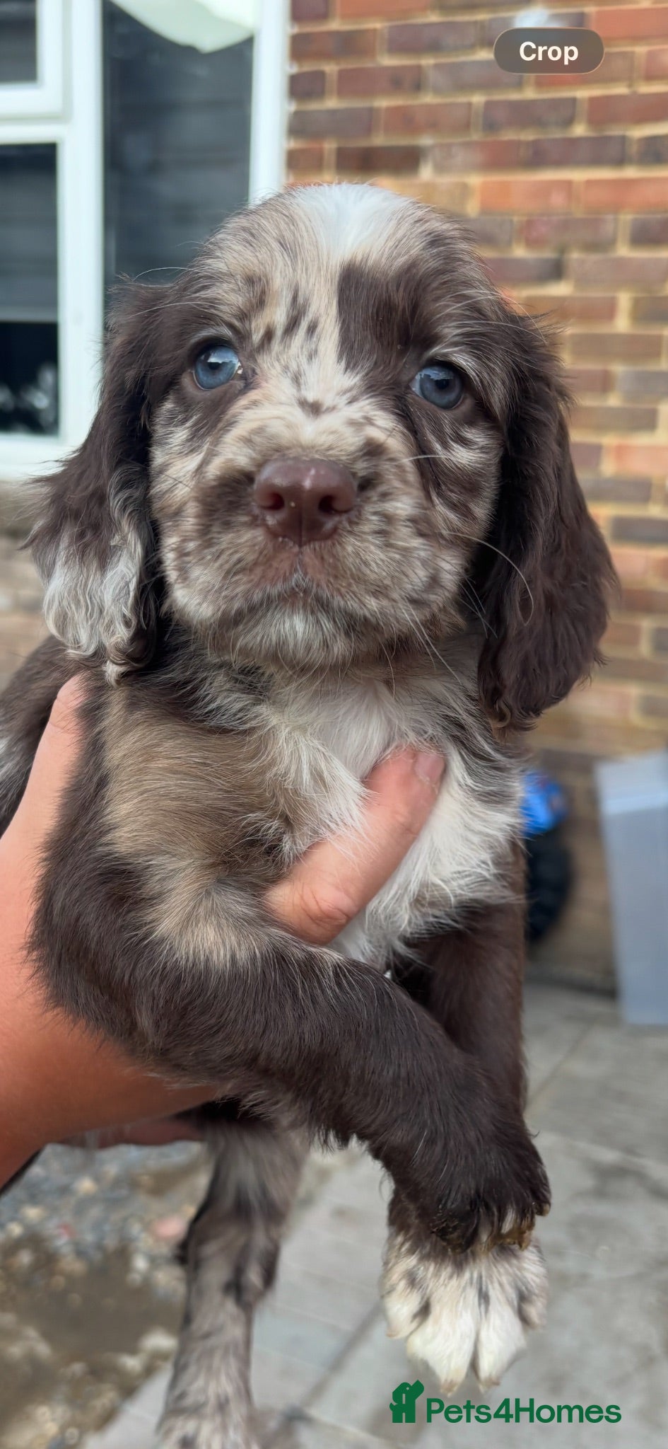 Cocker Spaniel dogs Roan cocker spaniel pups  - Advert 18