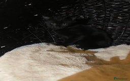 Mixed Breed cats for sale: Black/Black&White Kittens For Sale - Image 4