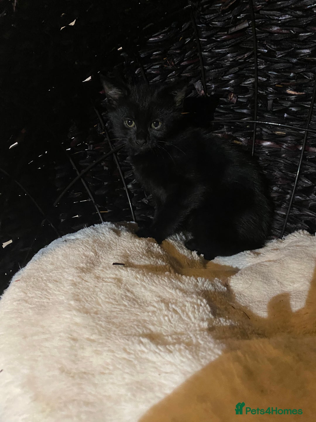 Mixed Breed cats for sale: Black/Black&White Kittens For Sale - Image 4