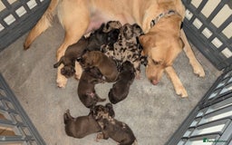 Labradoodle dogs for sale: 11 adorable Labradoodle puppies - Image 1