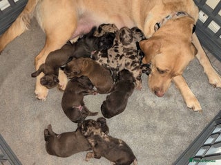 Labradoodle dogs - Advert 2