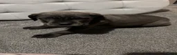 Cane Corso dogs for sale: cane corso puppies  in Leeds - Advert 9