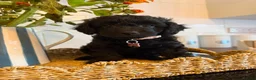 Mixed Breed dogs for sale: Miniature Poodle X French Bulldog Puppies - Advert 16