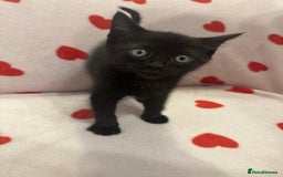Domestic Shorthair cats for sale: 3 kittens for sale - Image 3