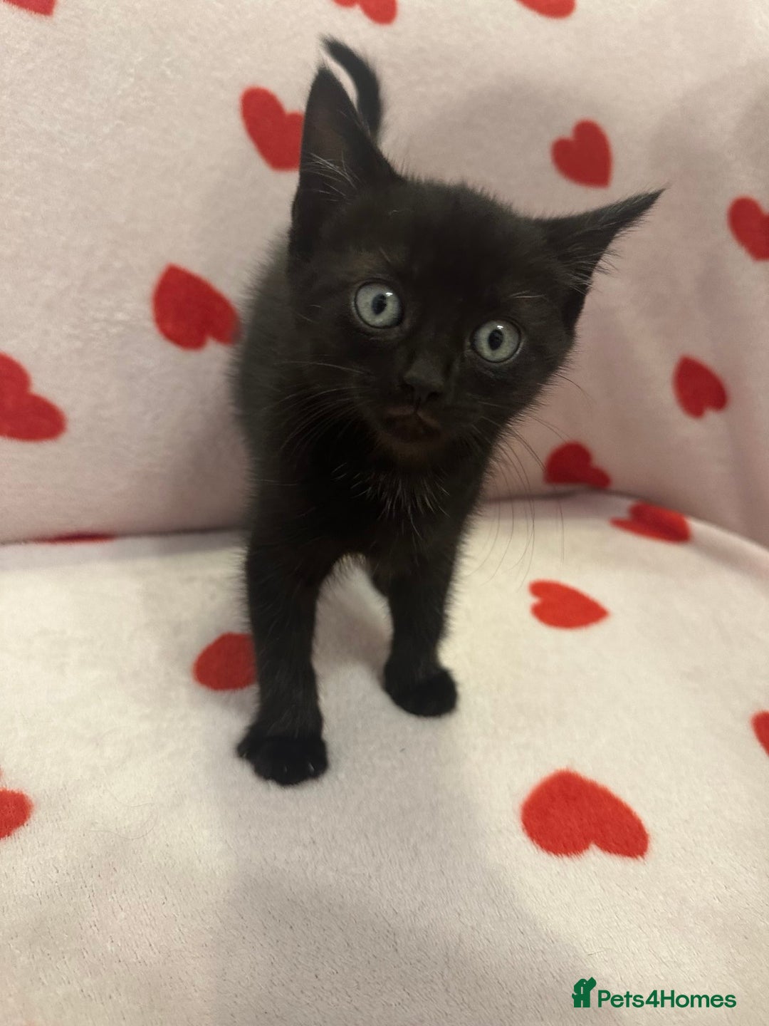Domestic Shorthair cats for sale: 3 kittens for sale - Image 3
