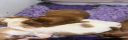 Cavalier King Charles Spaniel dogs for sale: Stunning KC Reg Heart, Eye & CM/SM Screened CKCS - Advert 6