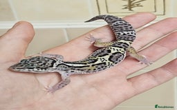Leopard Gecko reptiles for sale: 1 LEFT Blacknight linage macksnows leopard geckos  - Image 4