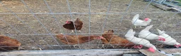 Chickens poultry for sale: Laying chickens  in Southminster - Advert 3