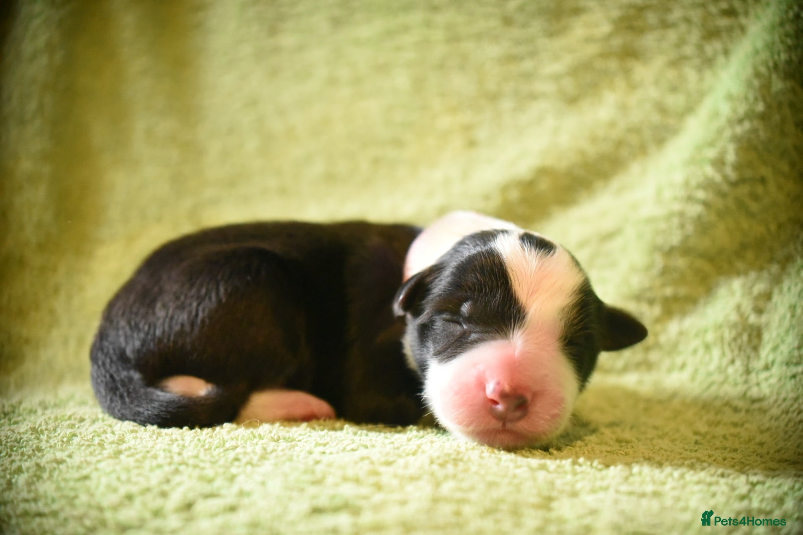 Border Collie dogs for sale: 1 health tested boy left - Advert 34