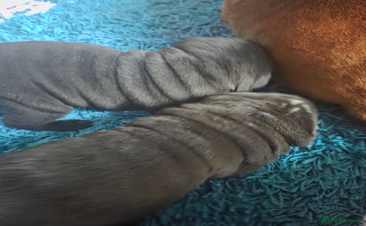 Shar Pei dogs - Advert 10