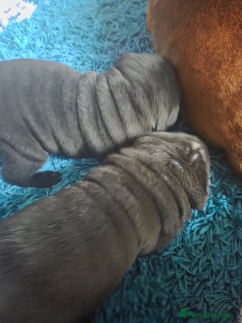 Shar Pei dogs - Advert 10