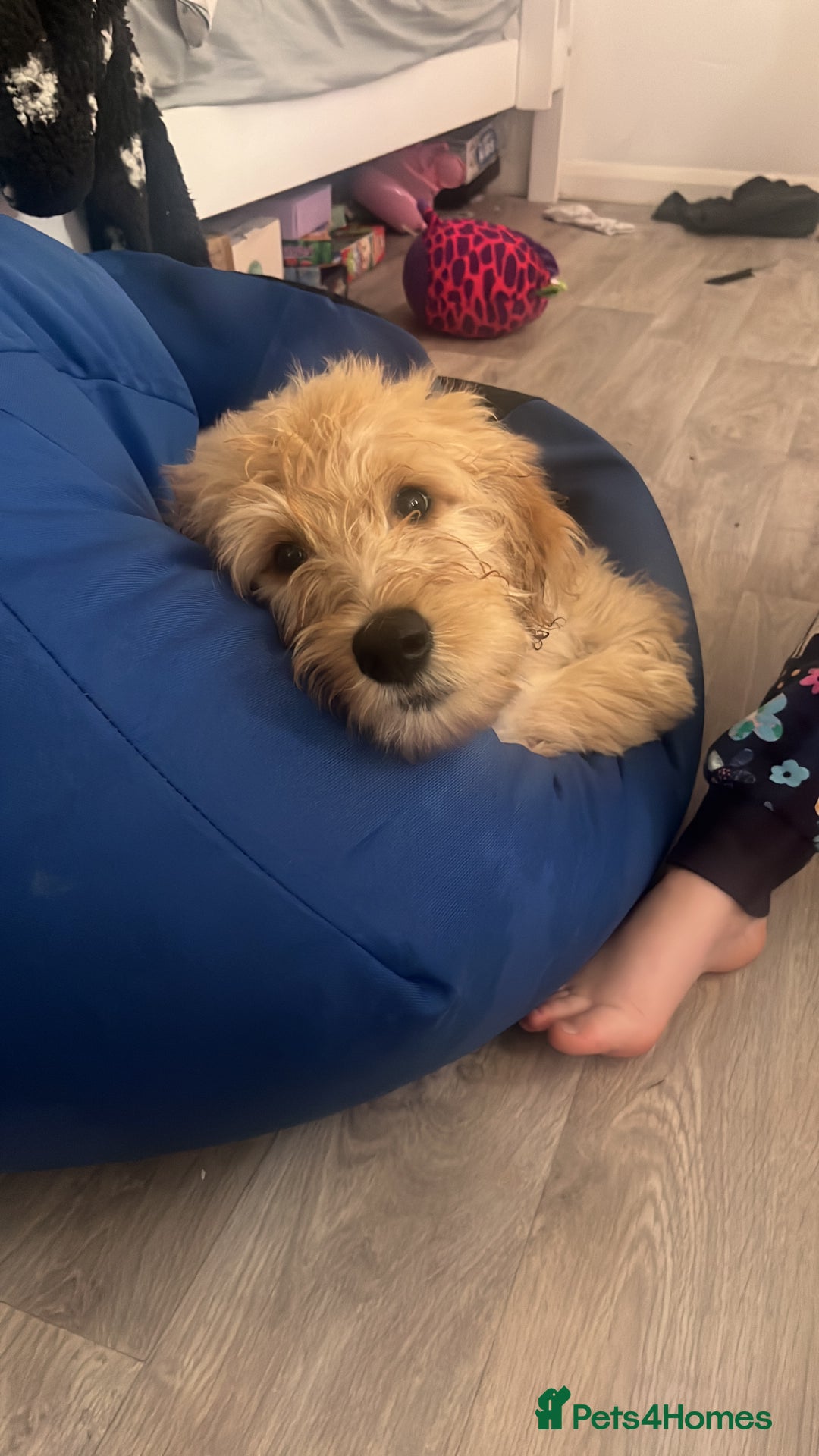 Goldendoodle dogs for sale: Our beautiful bailey the goldendoodle ❤️ - Image 2