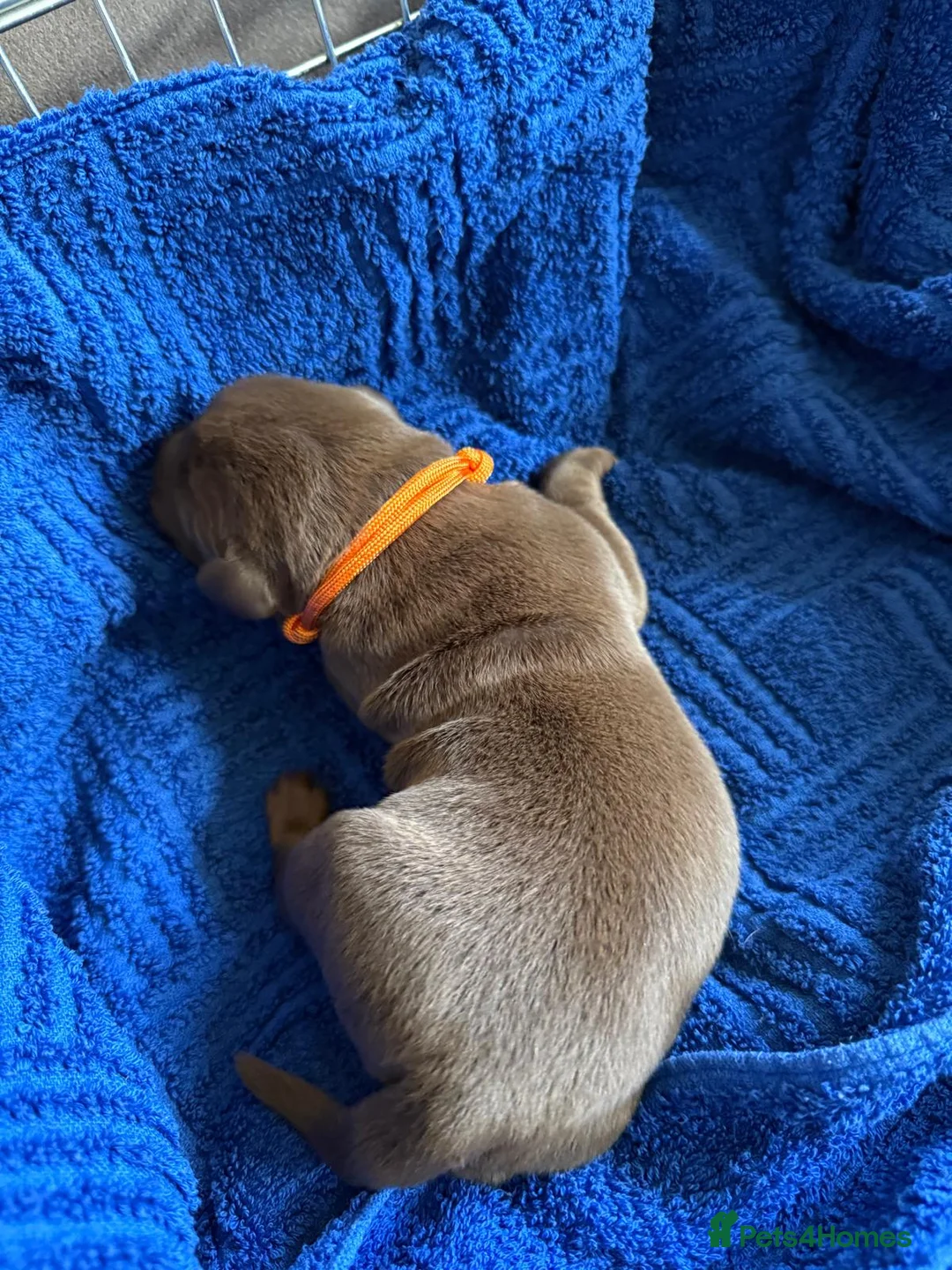 Labrador Retriever dogs for sale: LAST TWO GOLDEN FEMALE LABRADOR PUPPIES - Advert 25