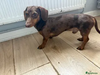 Miniature Dachshund dogs ⭐️Dave the stud⭐️ - Advert 2