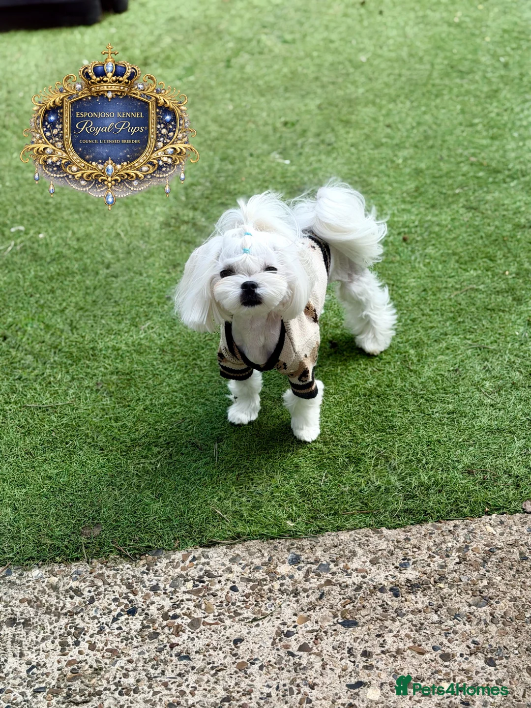 Maltese dogs for stud: 👑Exquisite KC Korean Maltese Stud DNA Clear👑 - Advert 1