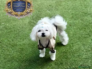 Maltese dogs for stud: 👑Exquisite KC Korean Maltese Stud DNA Clear👑 - Advert 2