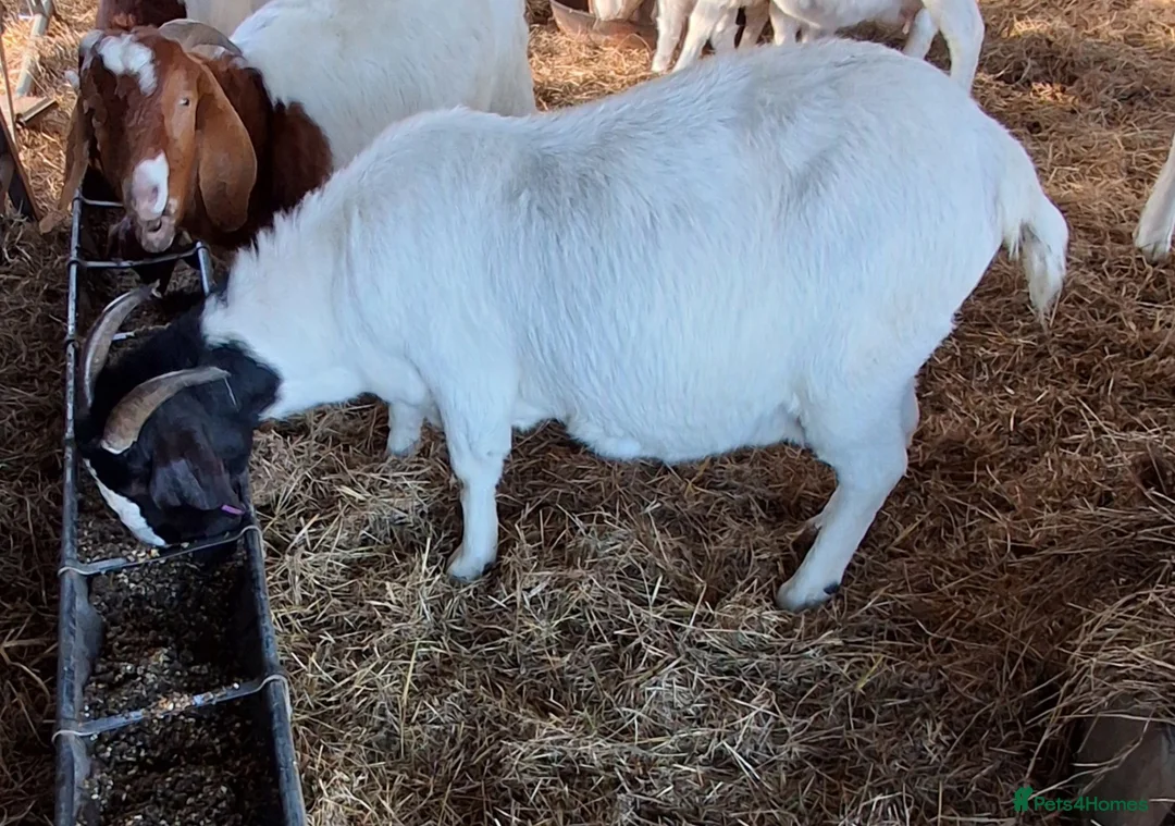 Goats livestock for sale: Boer x Nannies - Advert 4