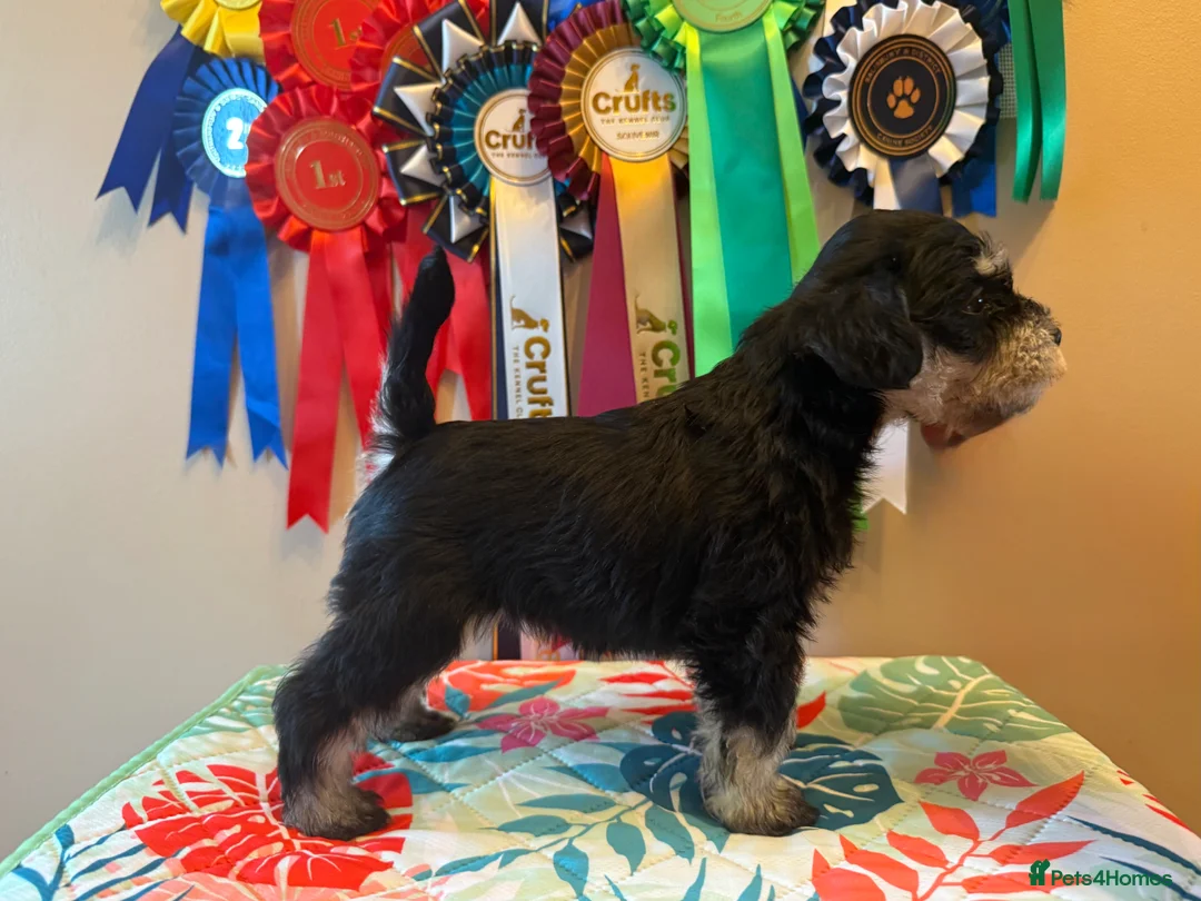 Miniature Schnauzer dogs for stud: Miniature Schnauzer stud - Advert 13