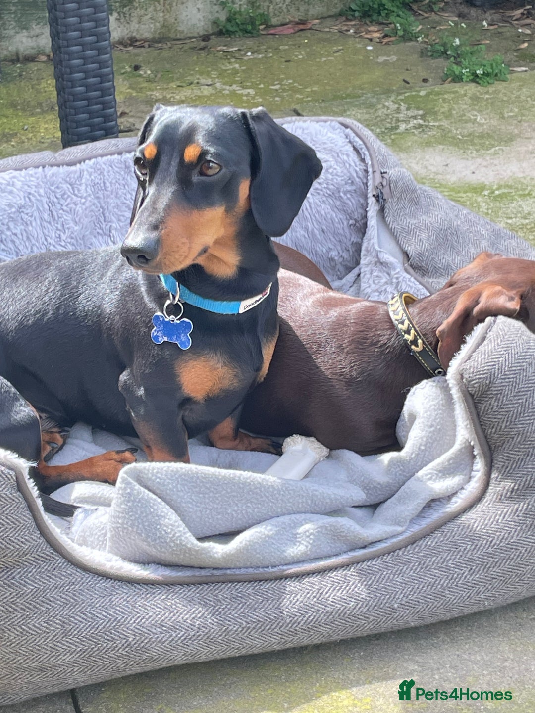 Dachshund dogs for stud: Smooth mini Dachshund  in Horsham - Advert 5