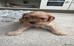 Cavapoo dogs for sale: Cavapoo pups  - Image 3