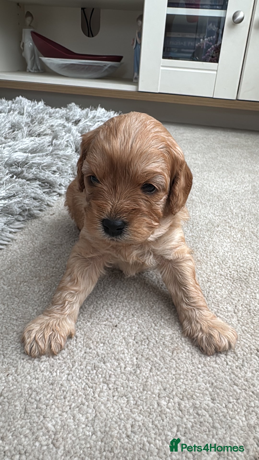 Cavapoo dogs for sale: Cavapoo pups  - Image 3