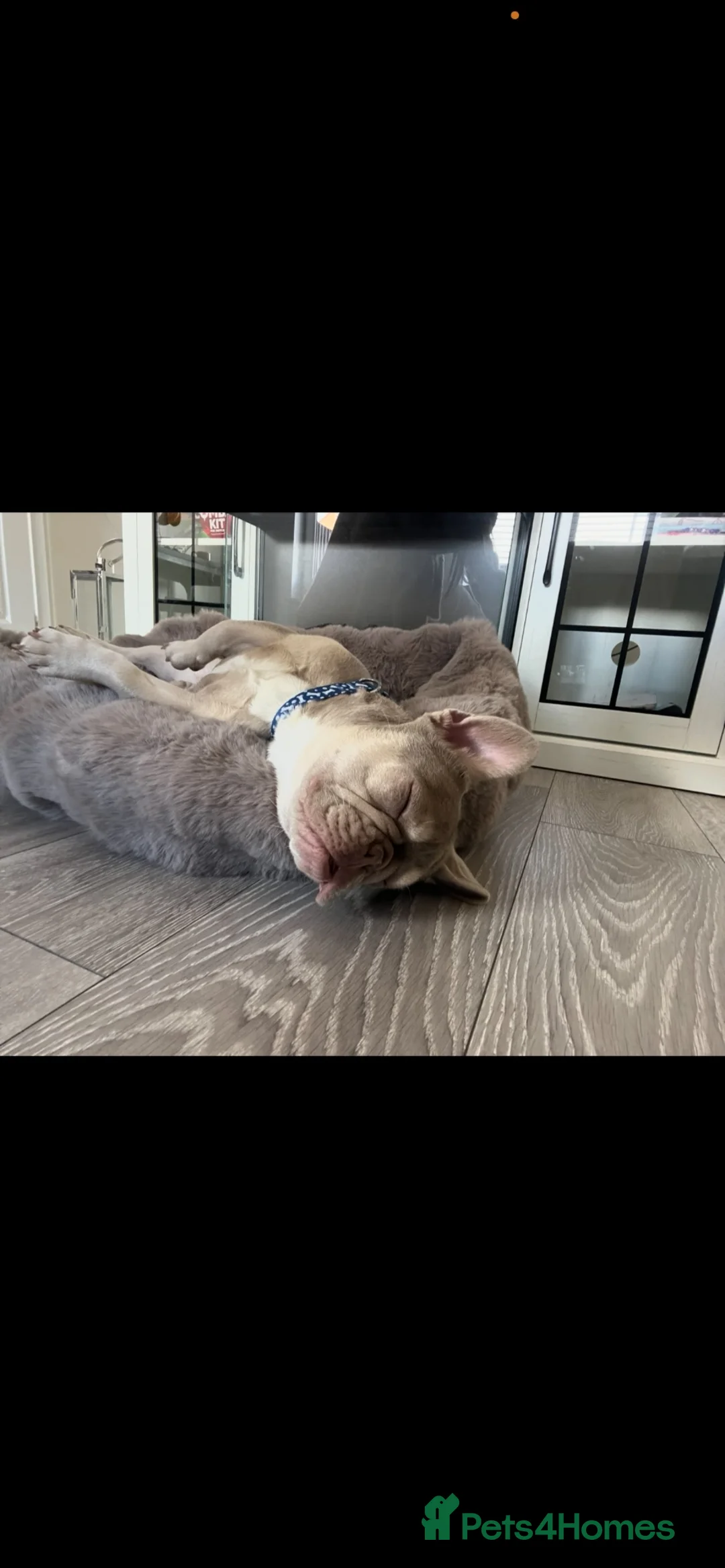 French Bulldog dogs for sale: 9 month old Male French bulldog  - Advert 5