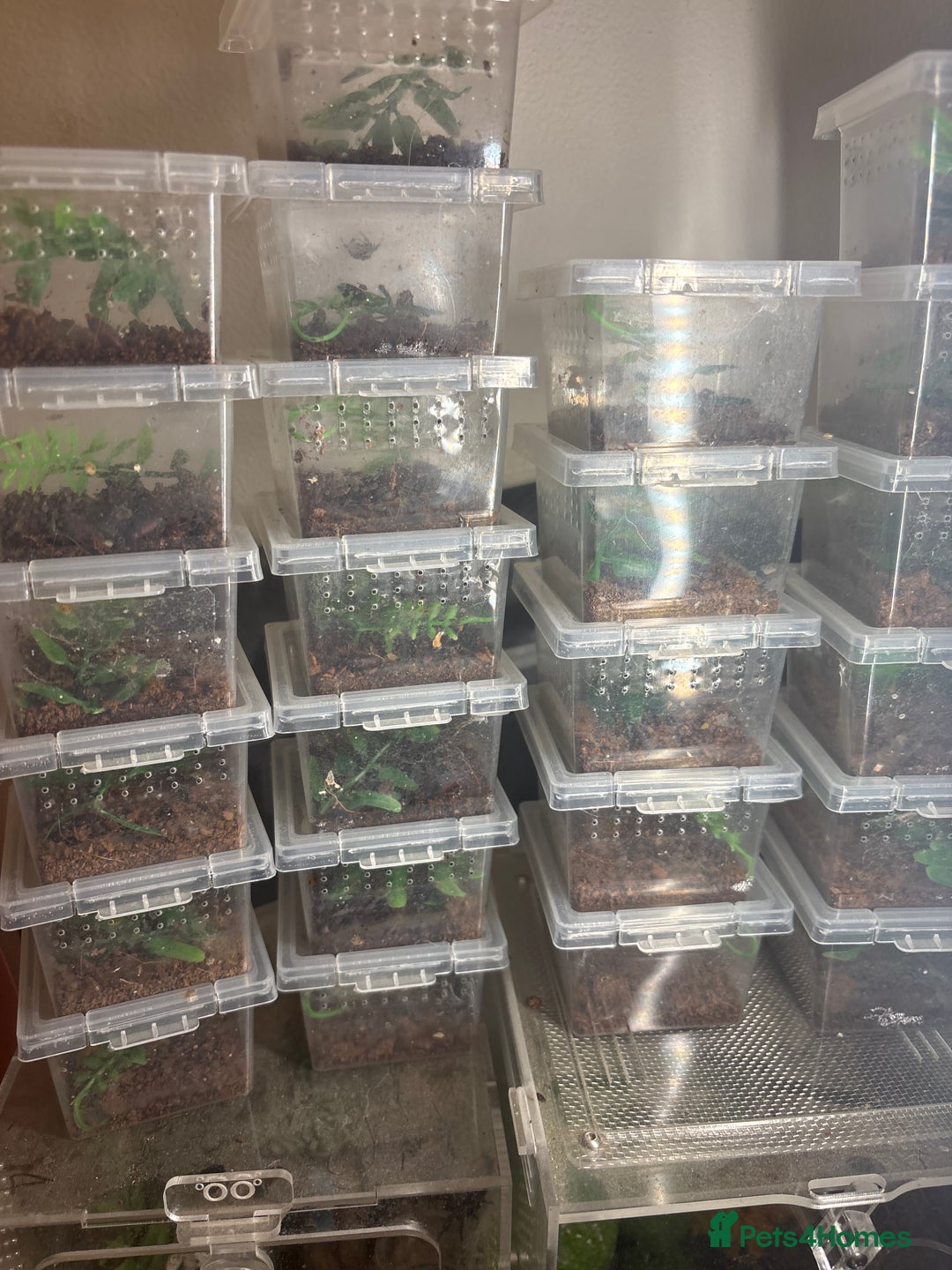 Spiders invertebrates for sale: Regal jumping spiders - Advert 3