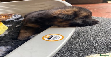 German Shepherd dogs - Advert 6