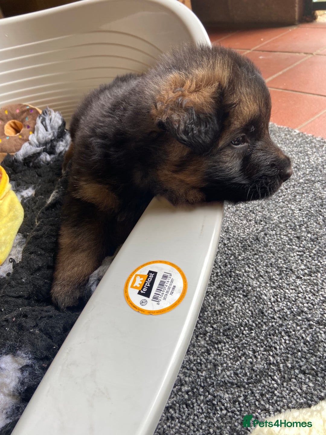 German Shepherd dogs for sale: German Shepherds - Image 2