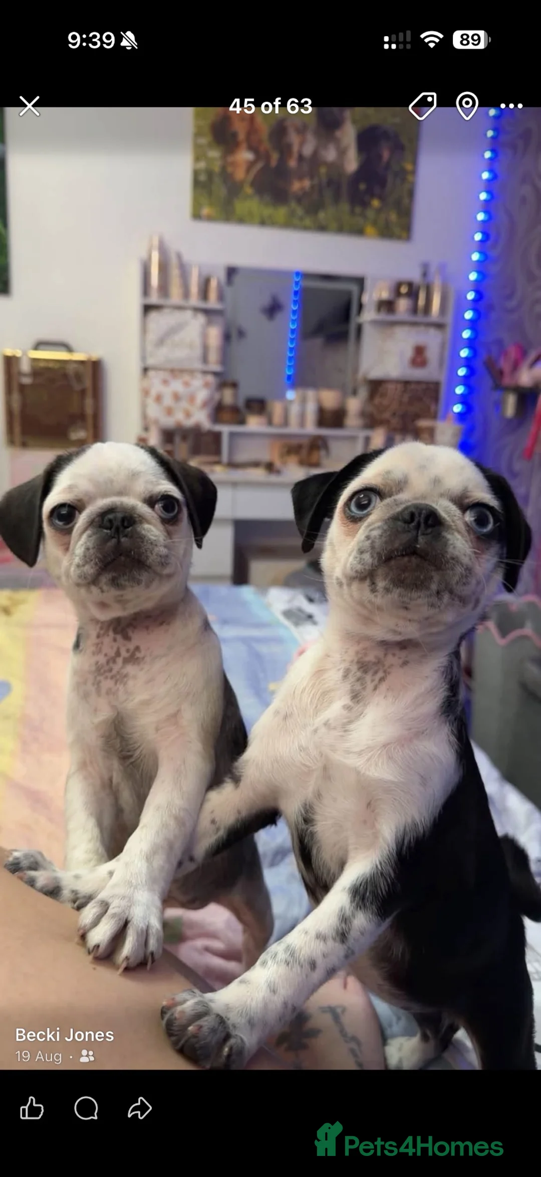 Pug dogs for sale: Two beautiful panda pug girls  in Wrexham - Advert 1