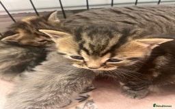 British Shorthair cats for sale: british shorthair kittens available  - Image 3