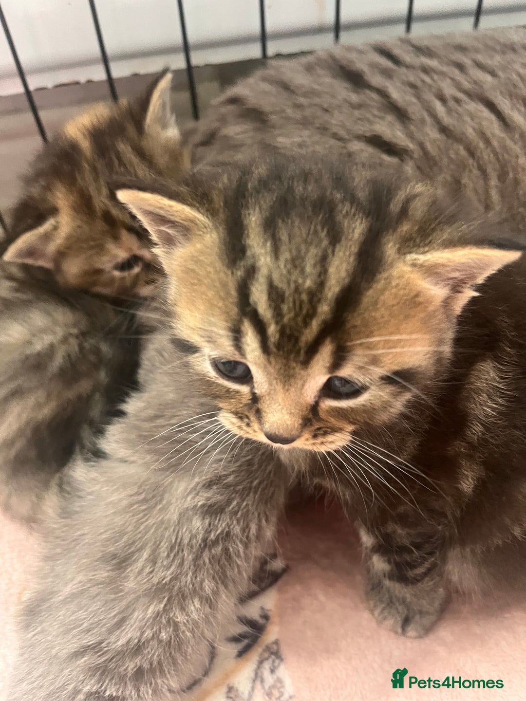 British Shorthair cats for sale: british shorthair kittens available  - Image 3