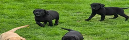 Labrador Retriever dogs for sale:  LAbrador Puppies For Sale - Advert 14