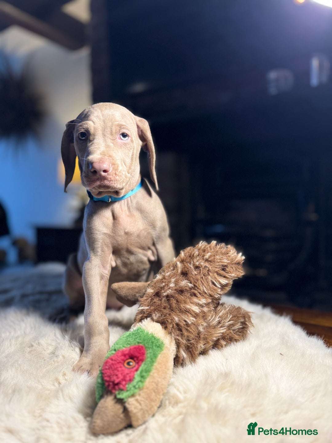 Weimaraner dogs for sale: ✨READY NOW✨ LAST FEW GIRLS✨ KC Reg Pups  ✨ - Advert 28