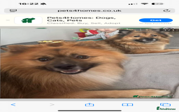 German Spitz dogs for sale: German spitz female  - Image 2