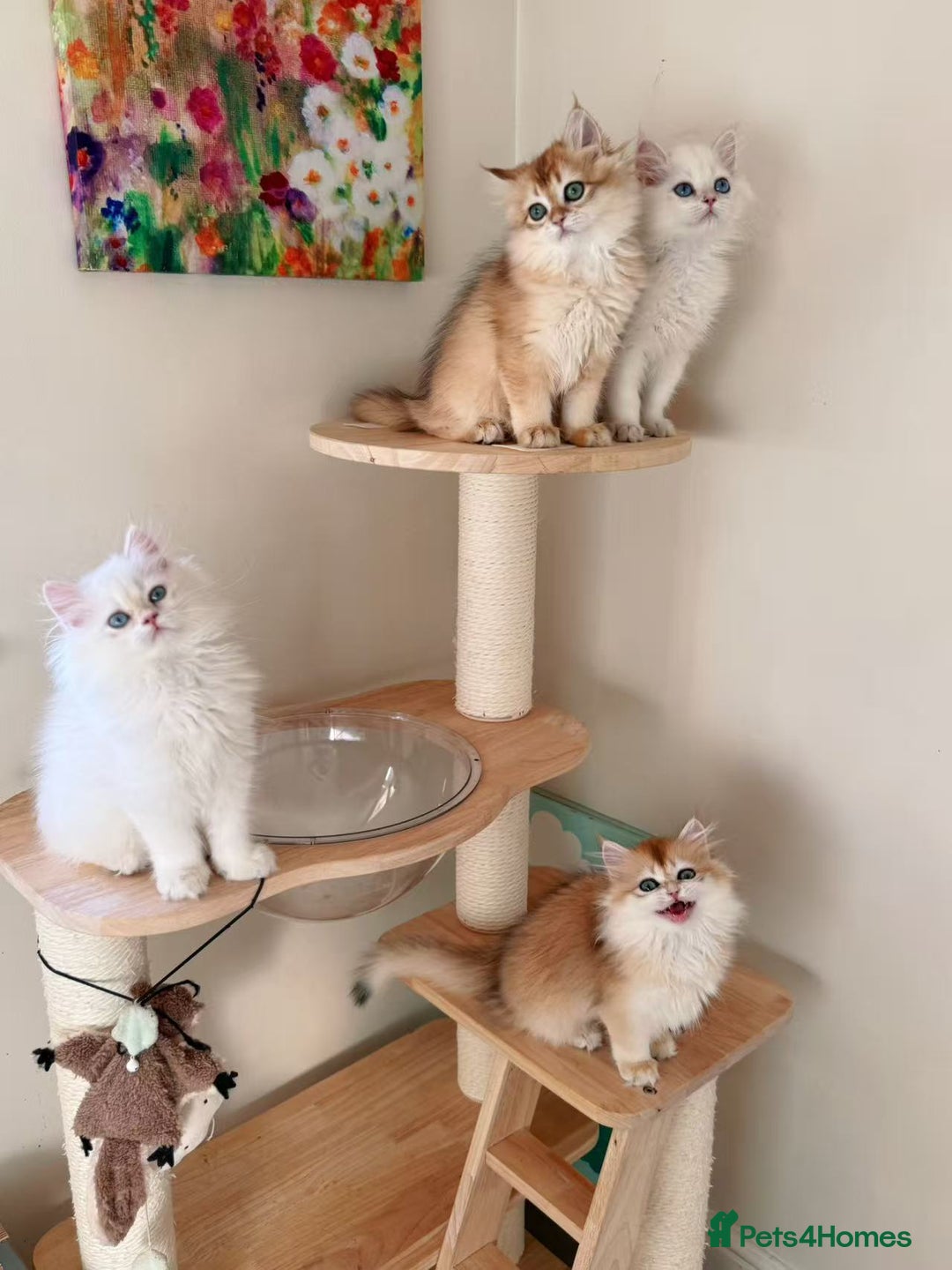 British Longhair cats for sale: Stunning Golden British Longhair Kittens - Advert 4
