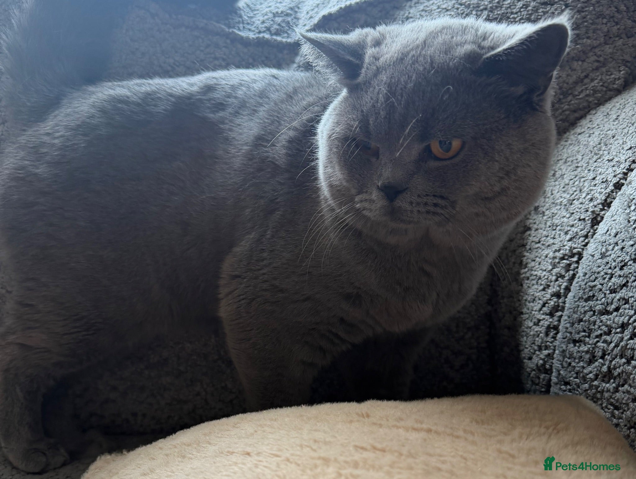 British Shorthair cats Beautiful British Shorthair Kittens  - Advert 1