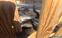 Jackapoo dogs for sale: Jackapoo Puppies for sale 🐶🐾 - Advert 2