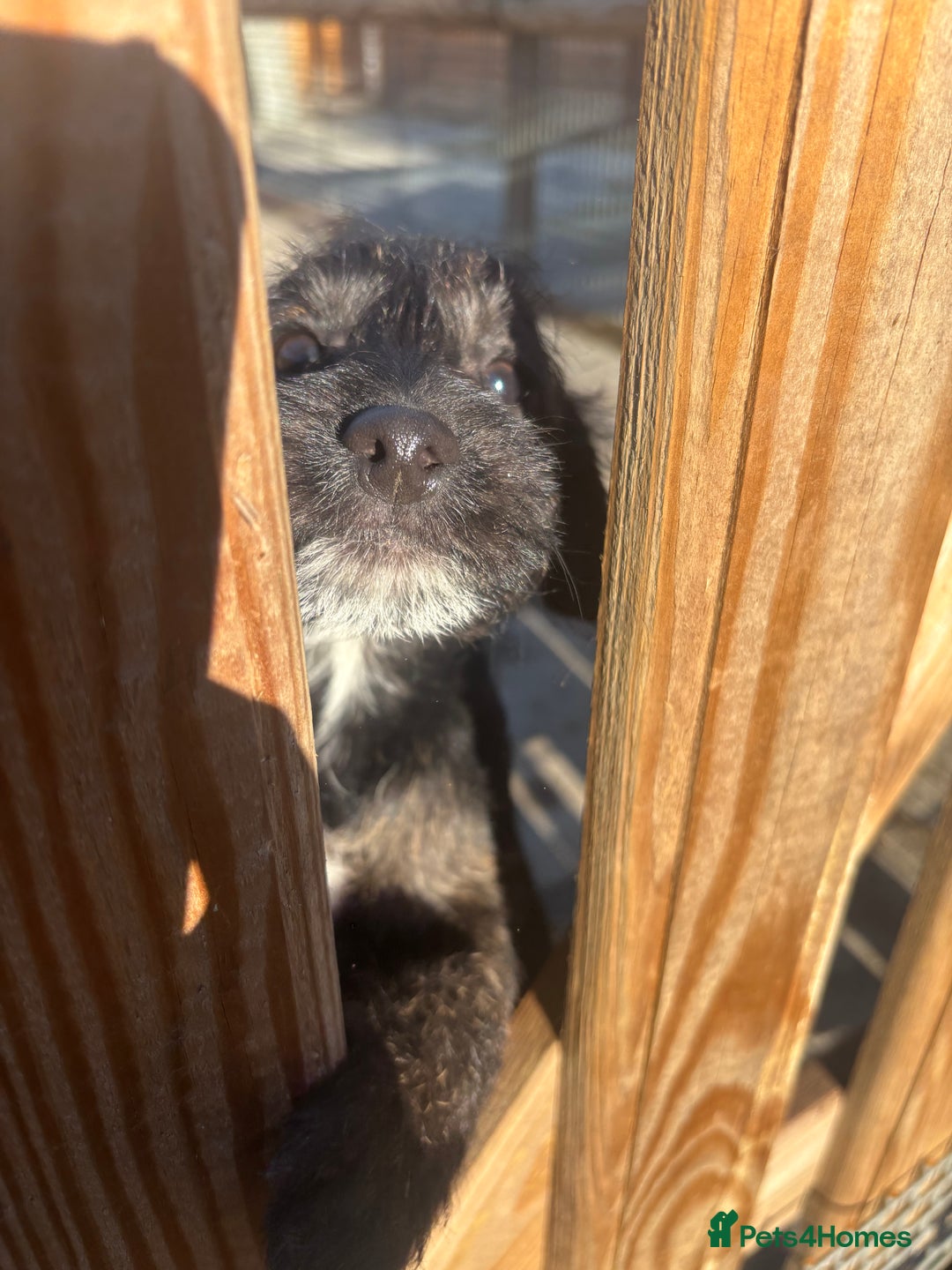 Jackapoo dogs for sale: Jackapoo Puppies for sale 🐶🐾 - Advert 2