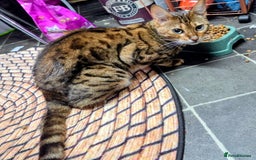 Bengal cats for sale: Bengal 3yr old Queen  - Cheetara  - Image 2