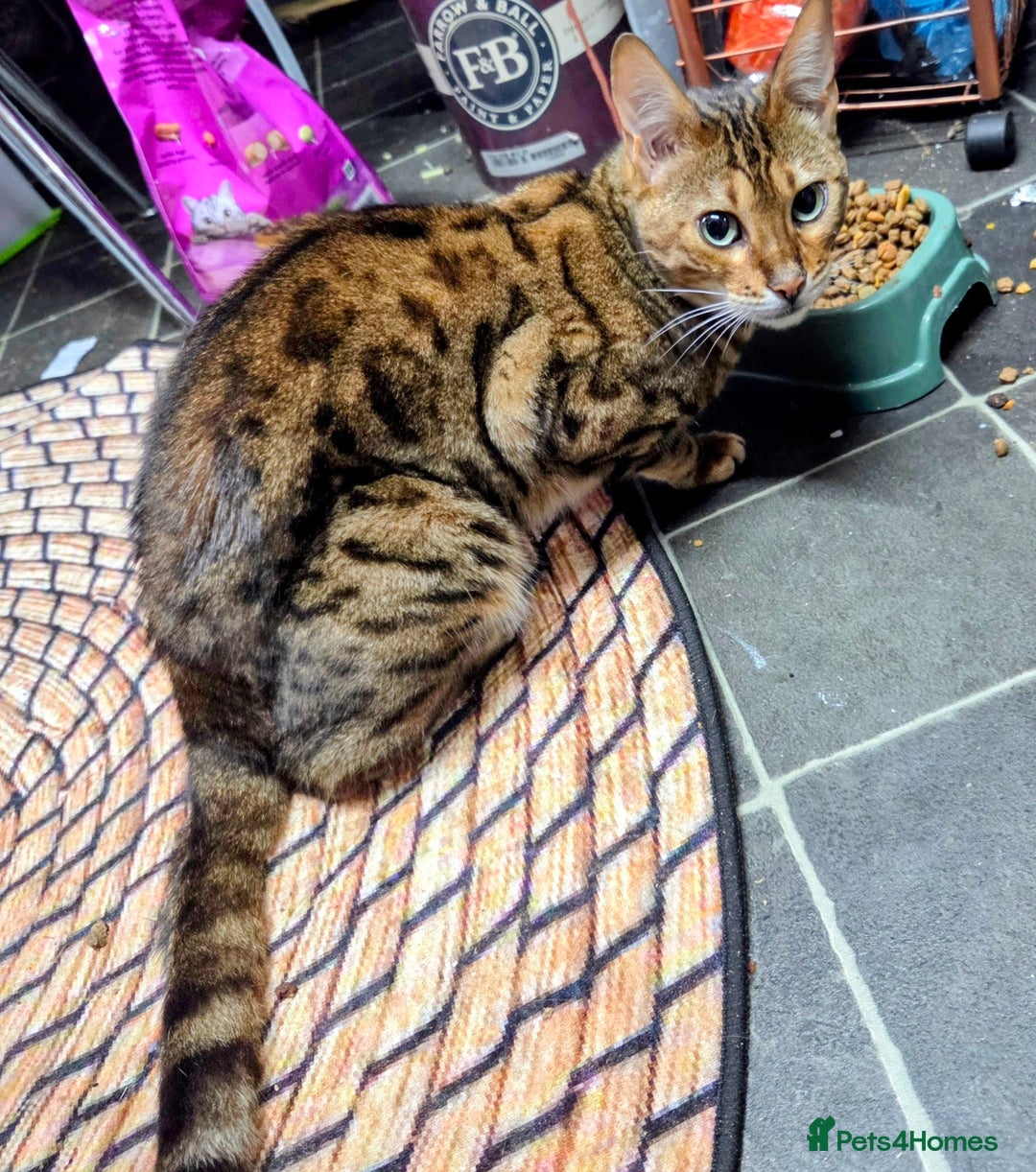 Bengal cats for sale: Bengal 3yr old Queen  - Cheetara  - Image 2
